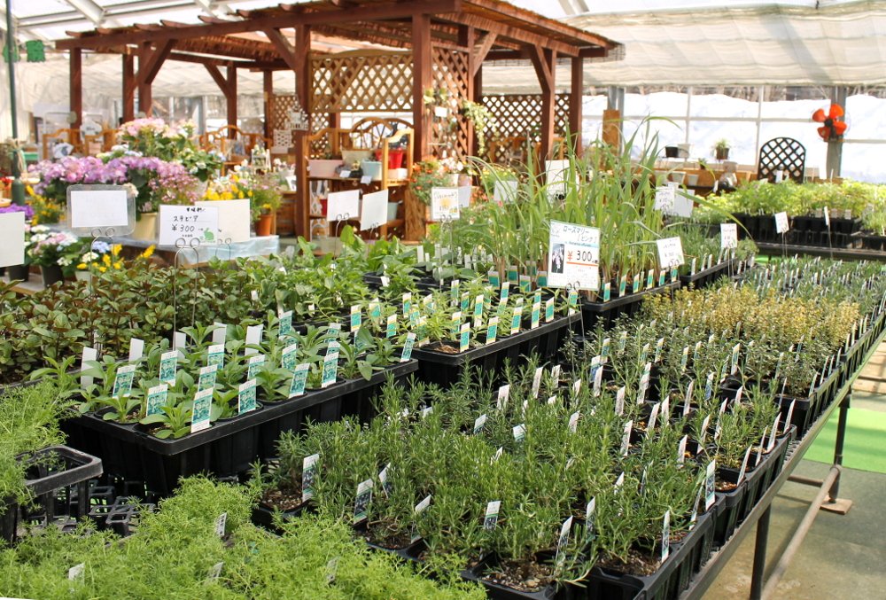 🌿 타자와코 허브 가든 하트 허브 이미지 3